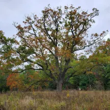 Harding Land Trust