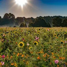 Triangle Land Conservancy