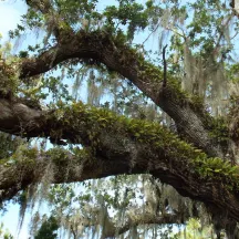 Edisto Island Open Land Trust