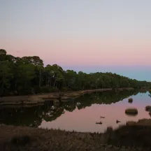 Kiawah Island Natural Habitat Conservancy