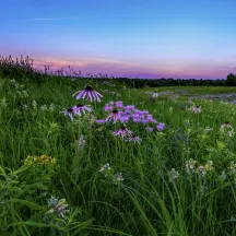 Missouri Prairie Foundation