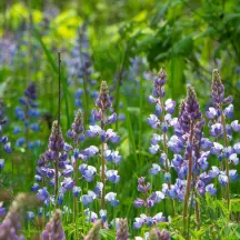 Land Conservancy of West Michigan