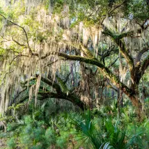 St. Simons Land Trust