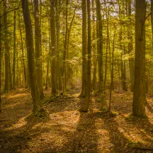 Upper Peninsula Land Conservancy