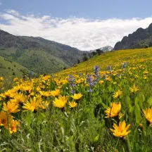 Sagebrush Steppe Land Trust