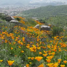 Center for Natural Lands Management