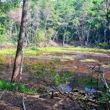 Magothy River Land Trust