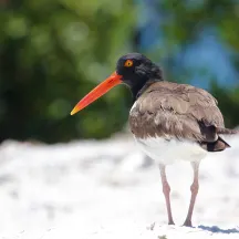 Florida's Nature Coast Conservancy