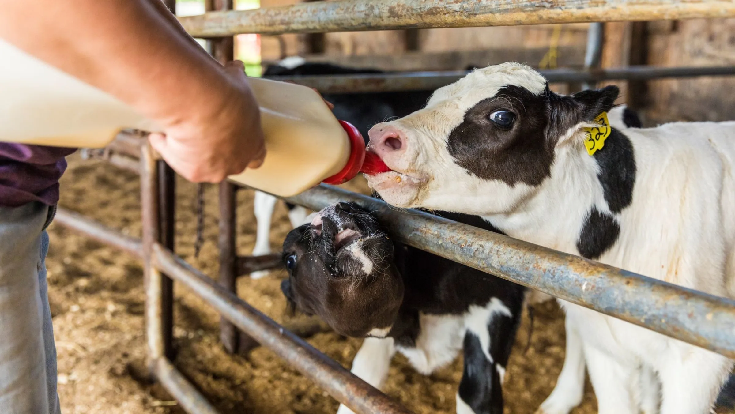 A young cow is fed milk from a bottle.