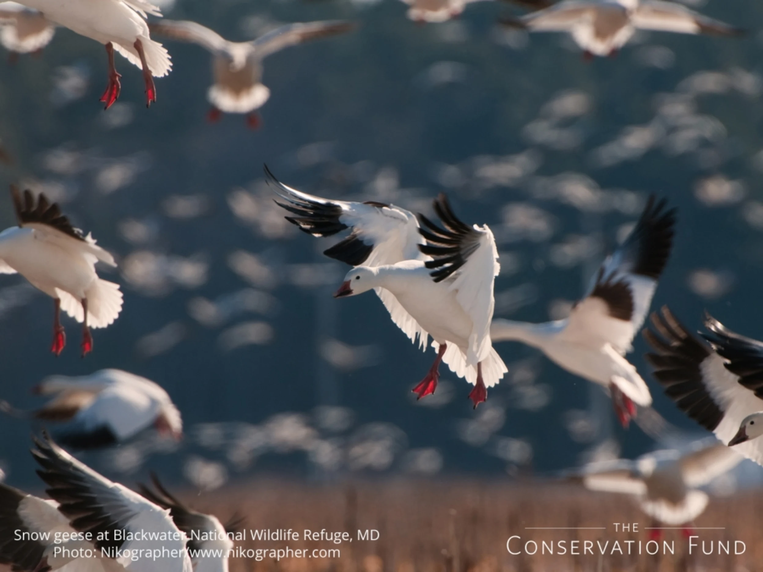 White ducks with black wings flying and looking as though they are landing