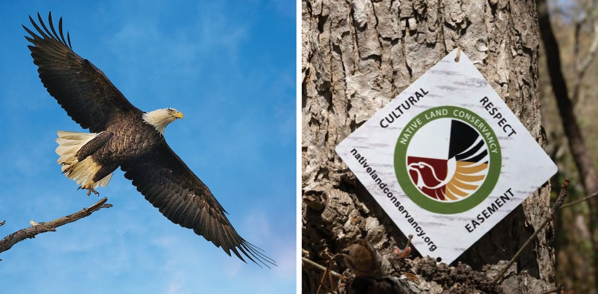 Left, an adult bald eagle takes flight against a blue sky. Right, a Cultural Respect Easement sign is affixed to a tree by the Native Land Conservancy.