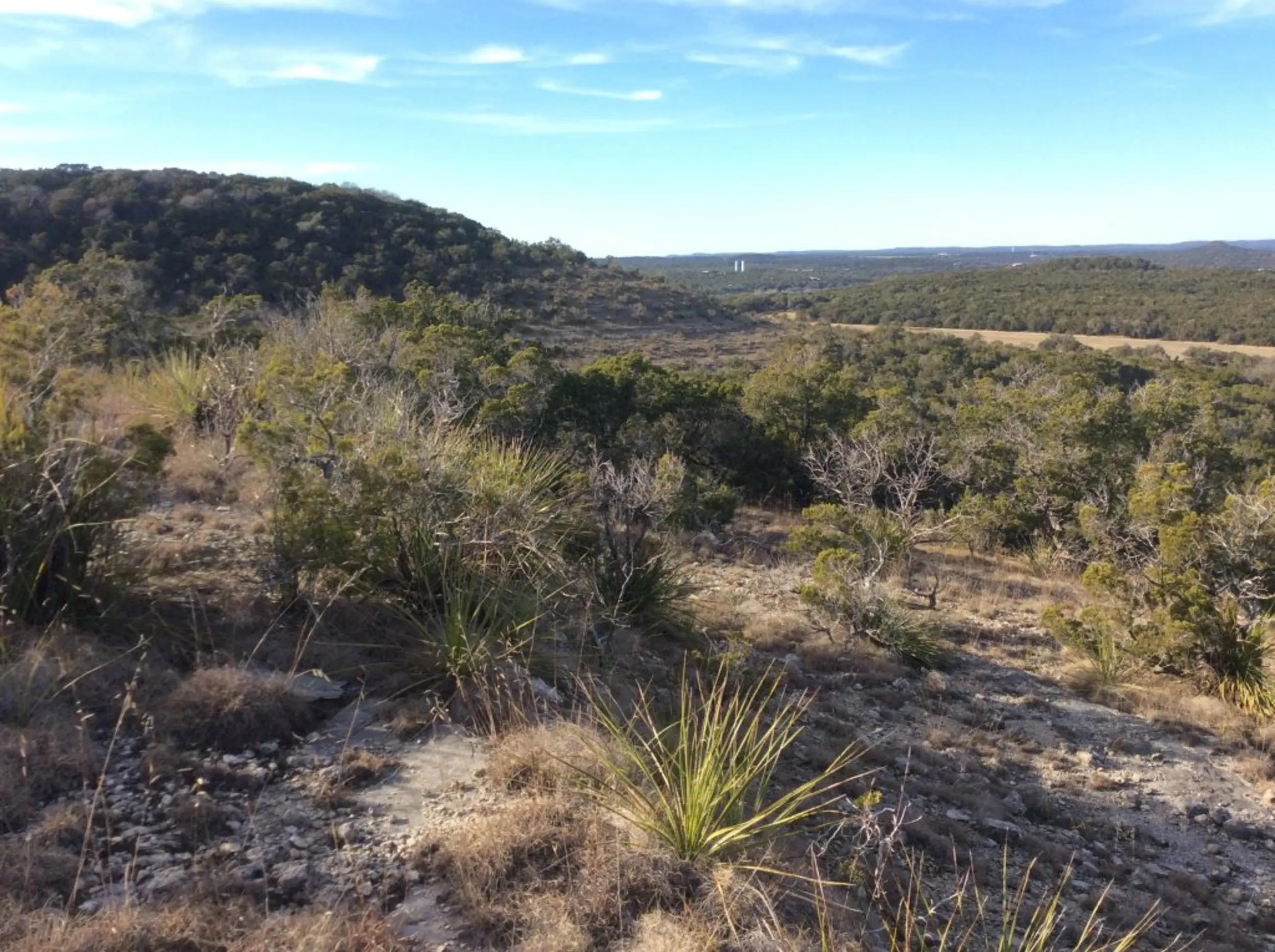 A field of trees with cacti and other desert-like plants in front.