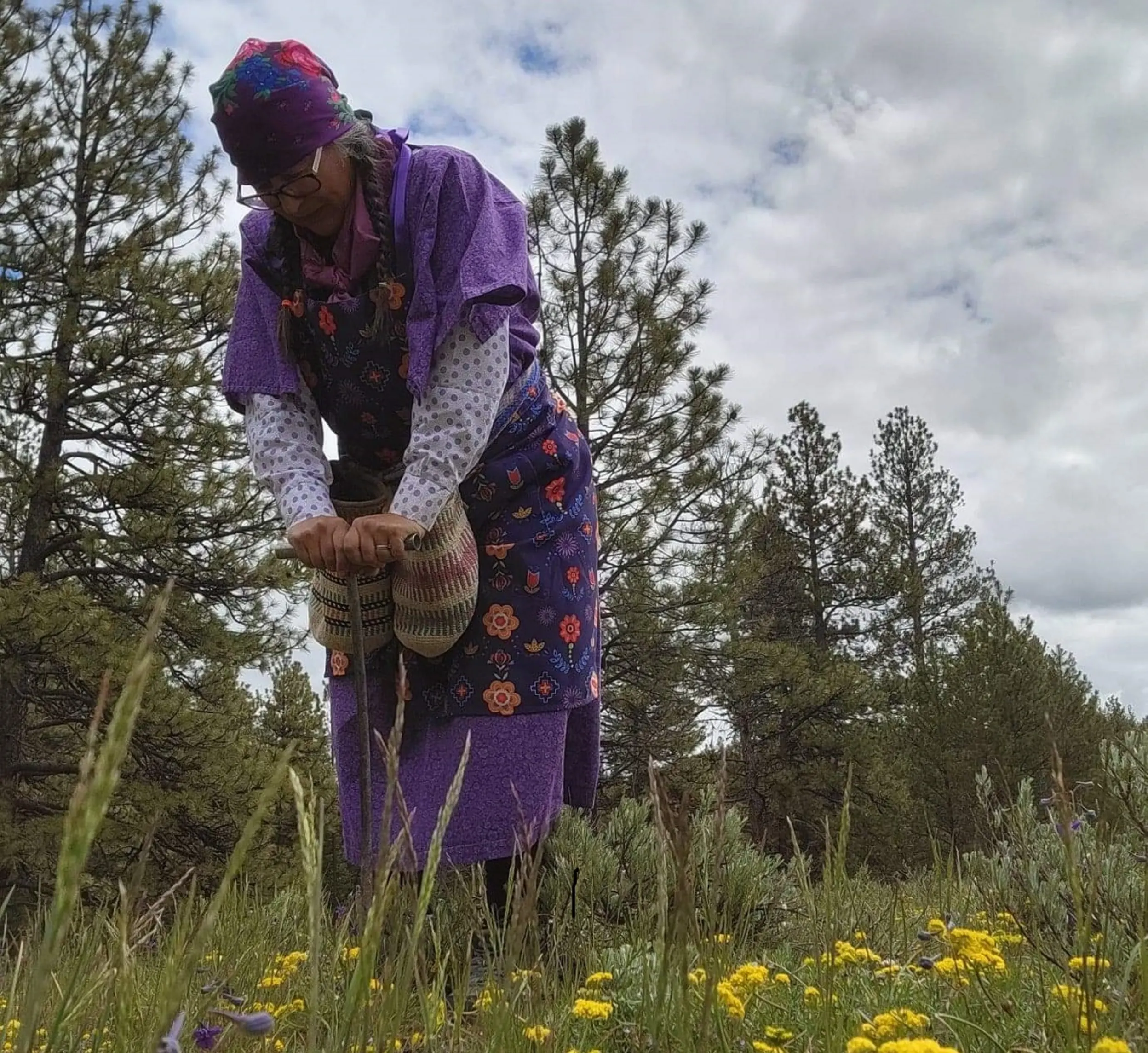 An Indigenous woman dressed in purple stands over a hand tiller loosening soil during an annual traditional root gathering event.