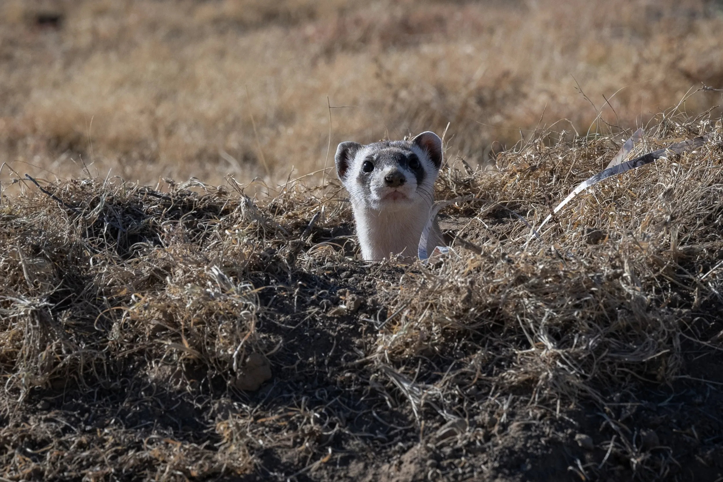 A black-footed ferret, white with gray and black markings on its face, peeks out of the ground from a tunnel opening.