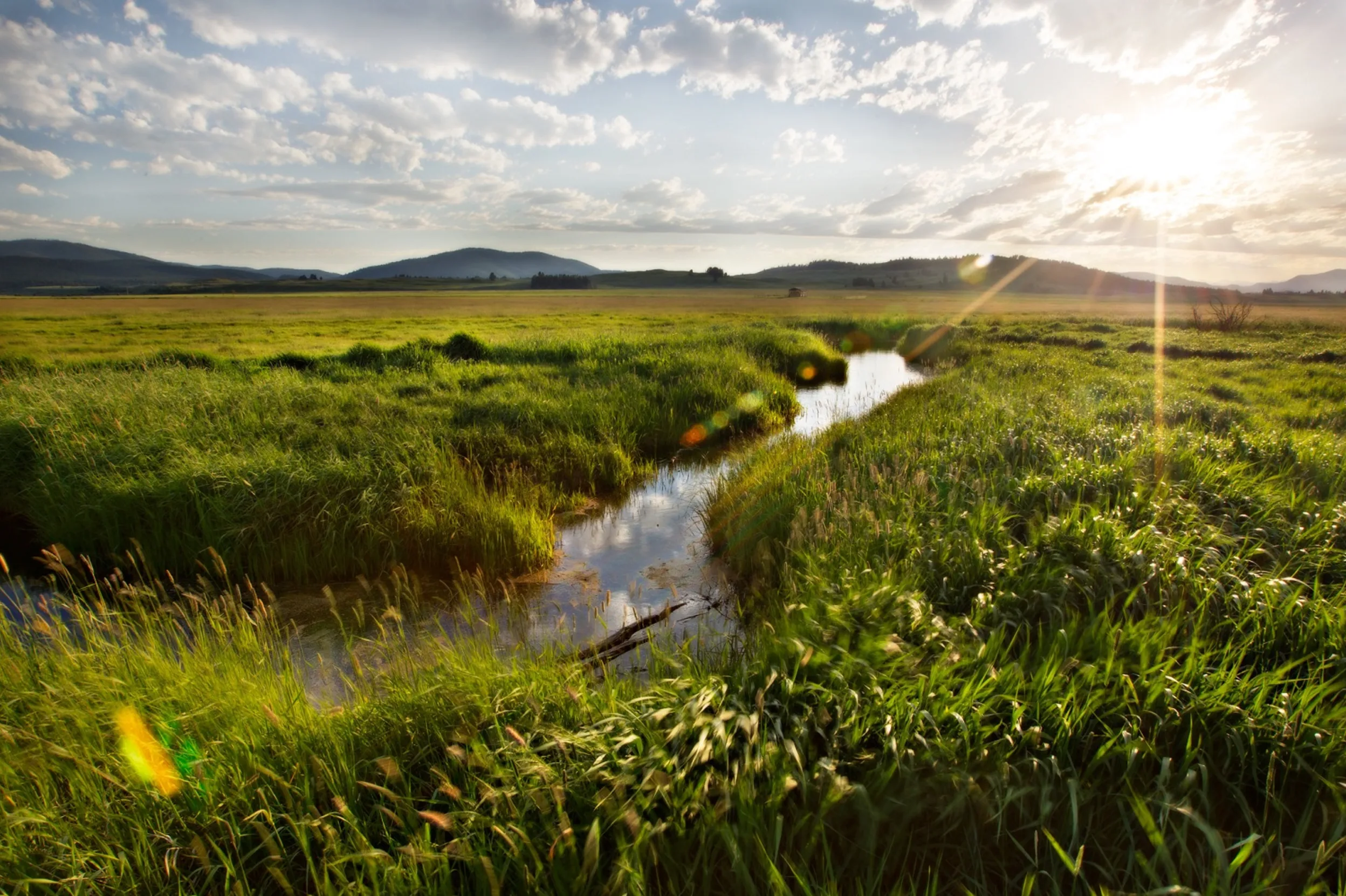 A small strip of water winds between thick grassy fields.