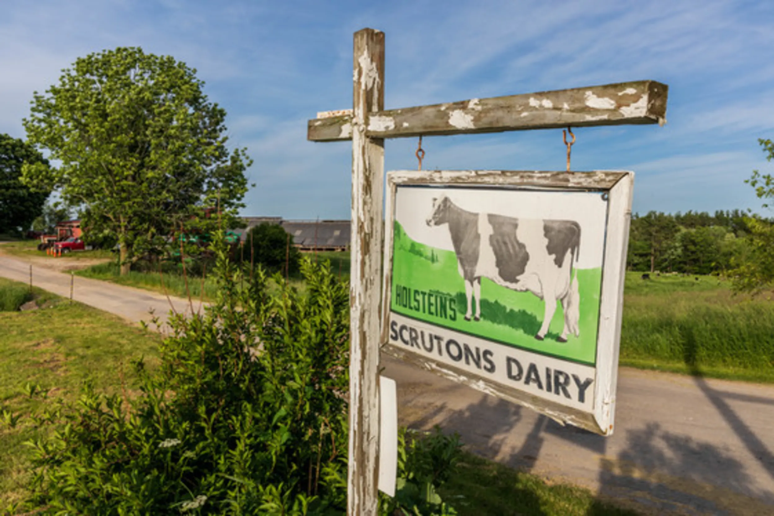 A sign in a field that has a dairy cow on it and says "Scrutons Dairy" and "Holsteins"