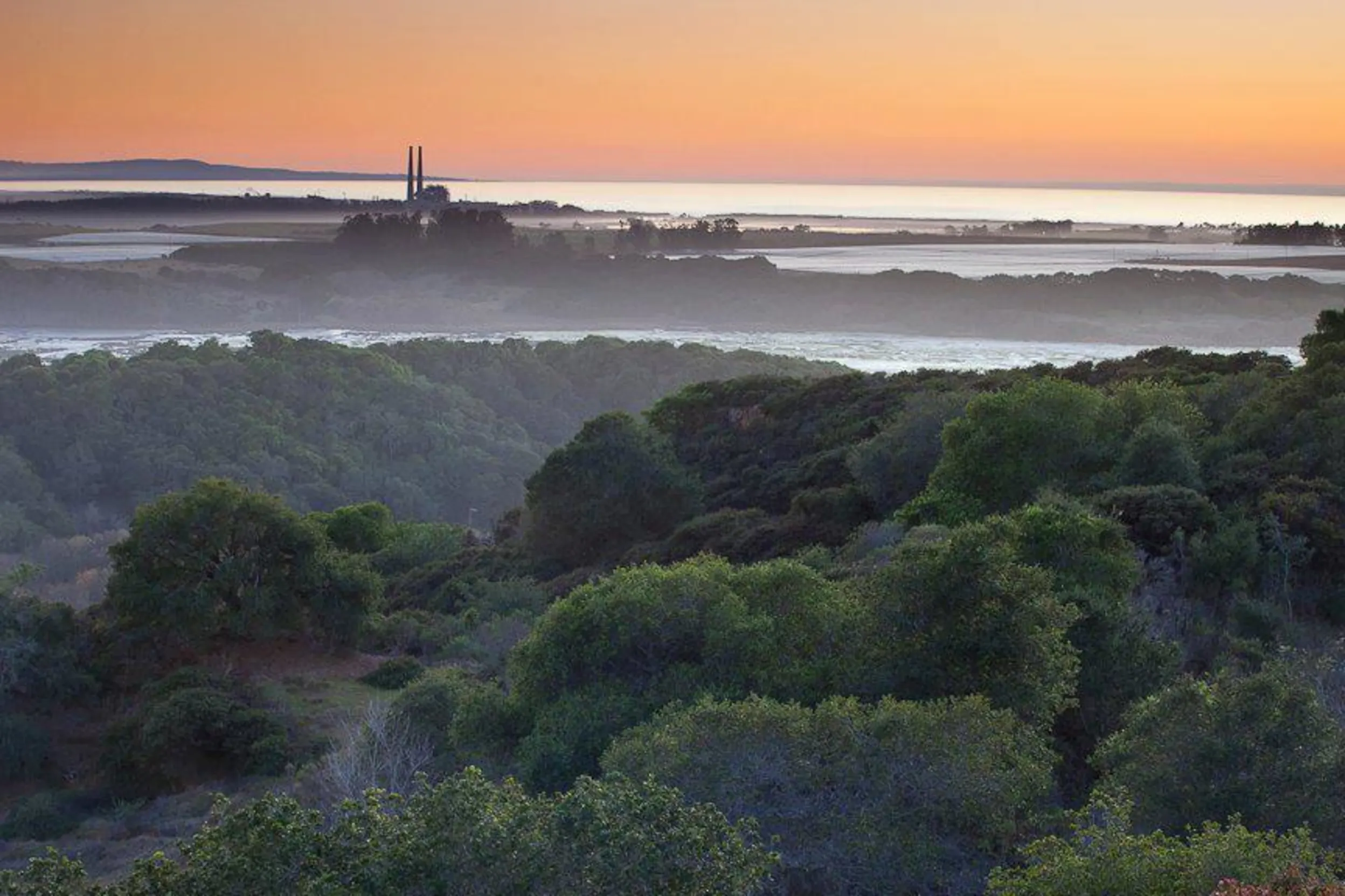 Large amount of trees covered by fog with water and buildings in the background.