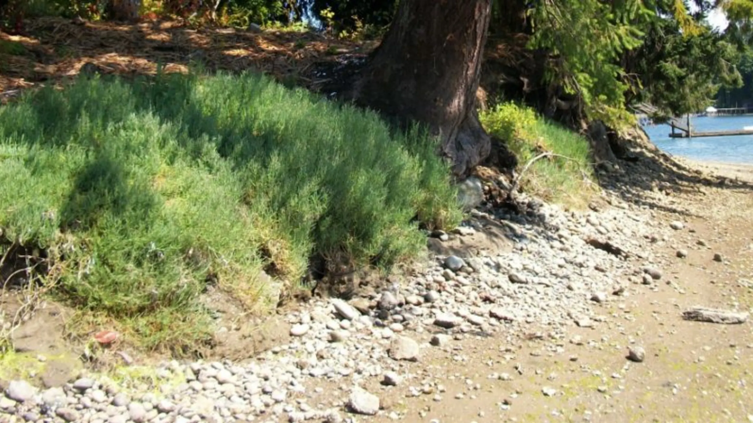 Green bushes growing along a rocky shoreline