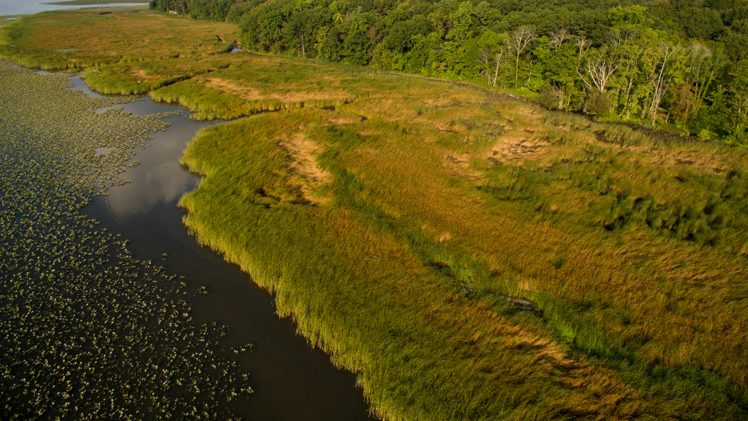 A boddy of water with plants in it surrounded by field and forest.