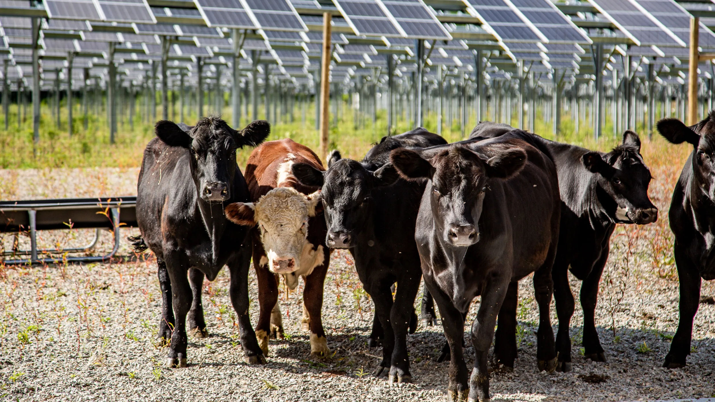 A group of six black and brown cows standing in front of solar racks
