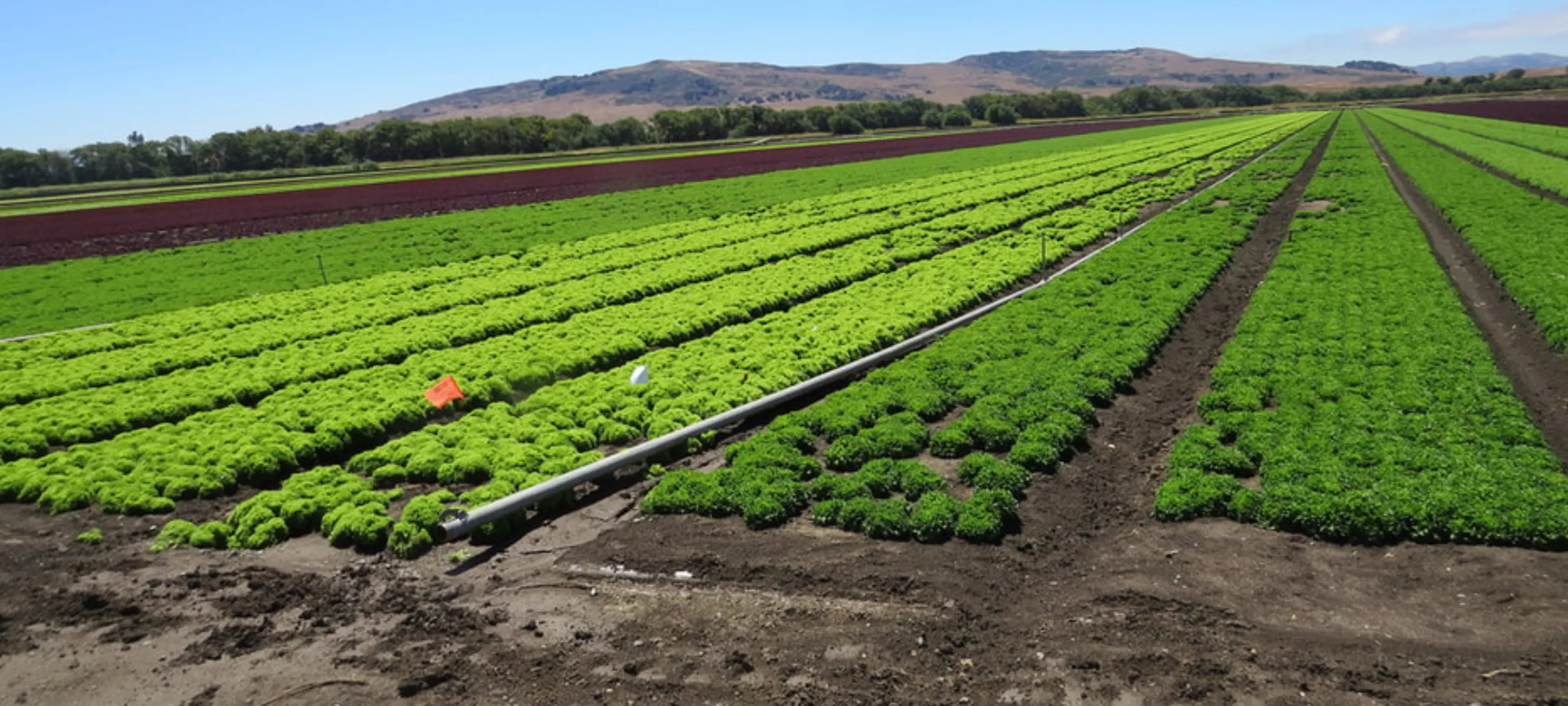 Land Trust of Santa Clara Valley - Home