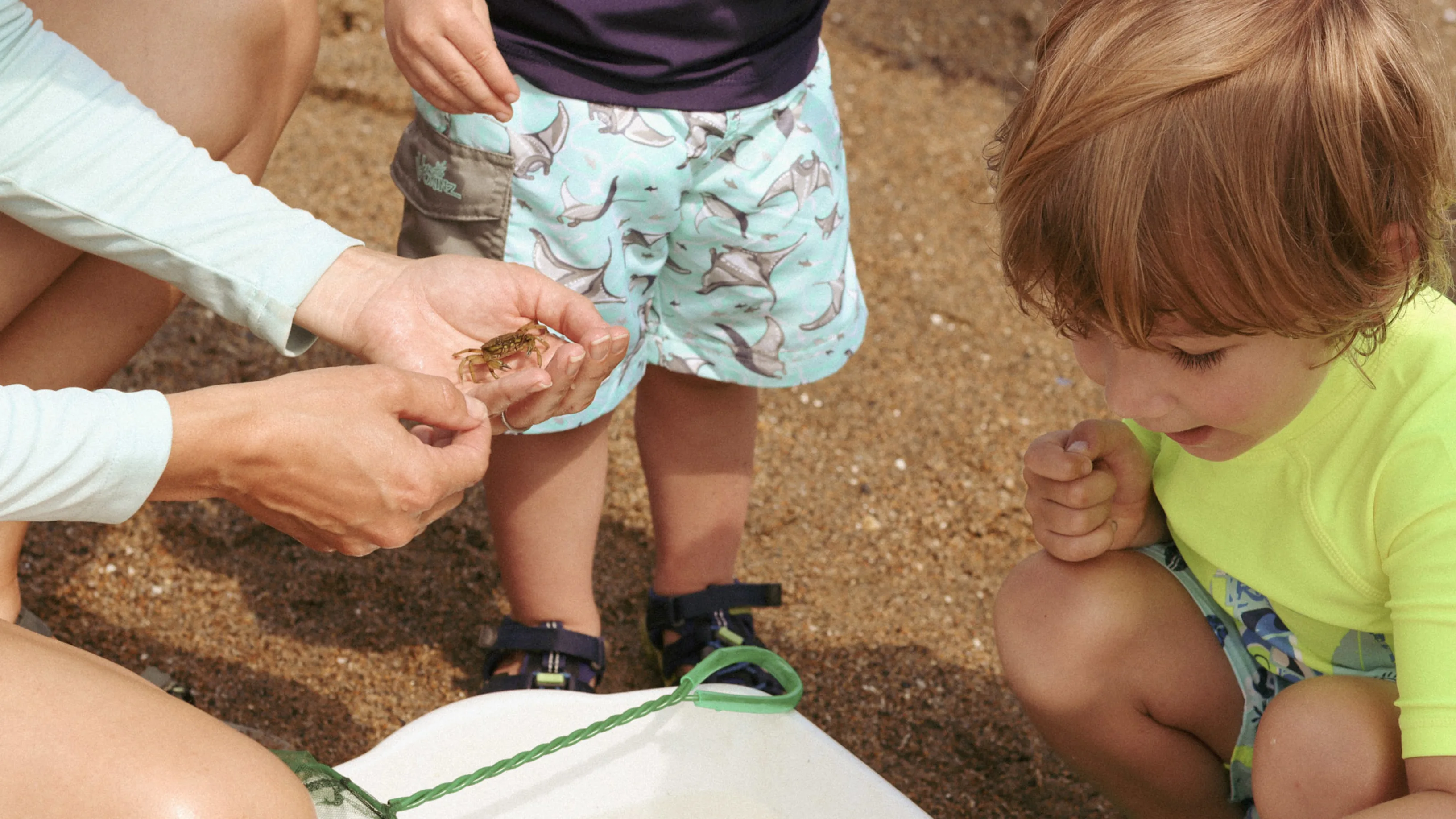 A child is looking at small sea creatures in a bucket while sitting on sand.