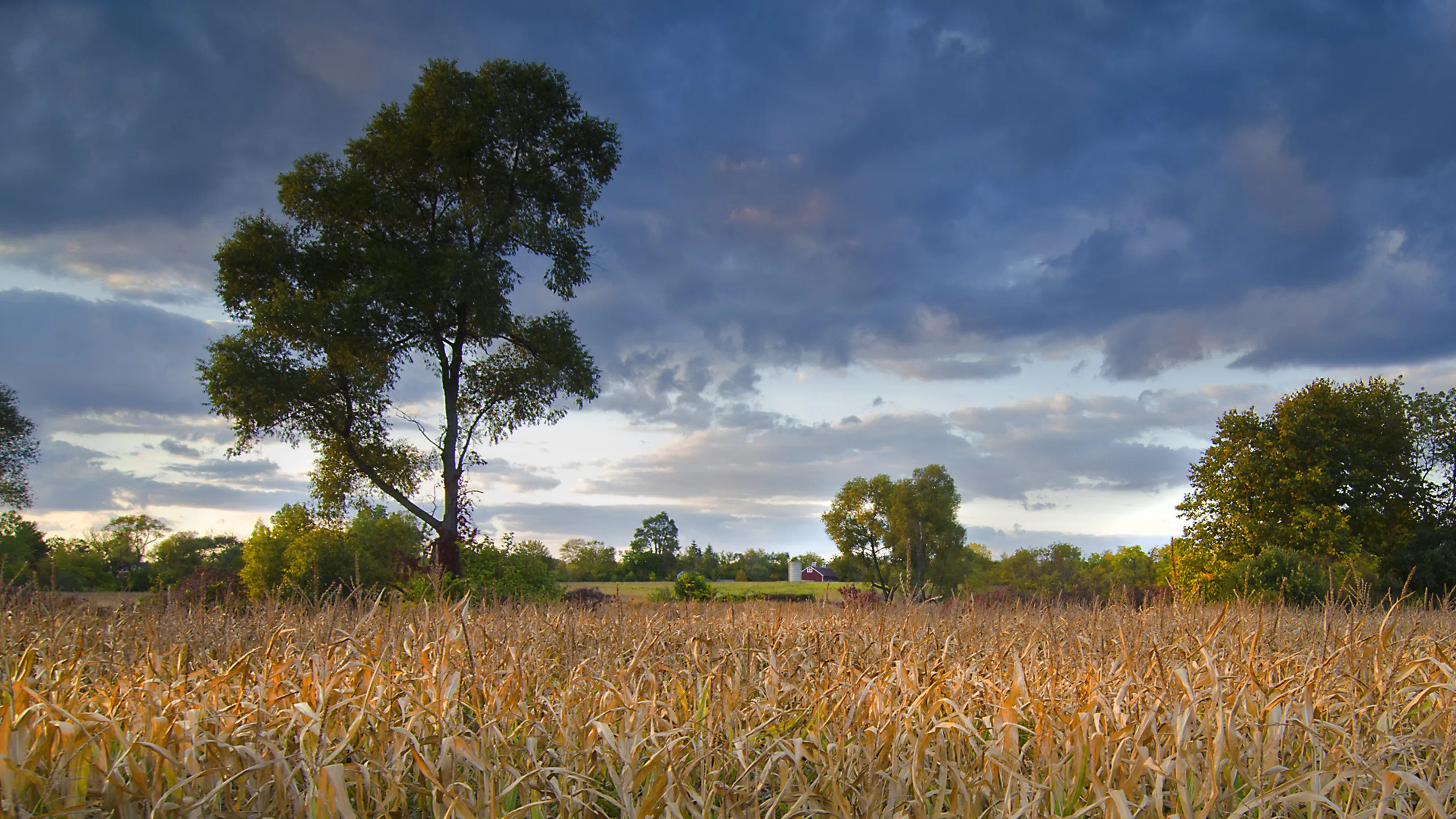 A field with yellowing plants surrounded by green trees. Dark clouds above.