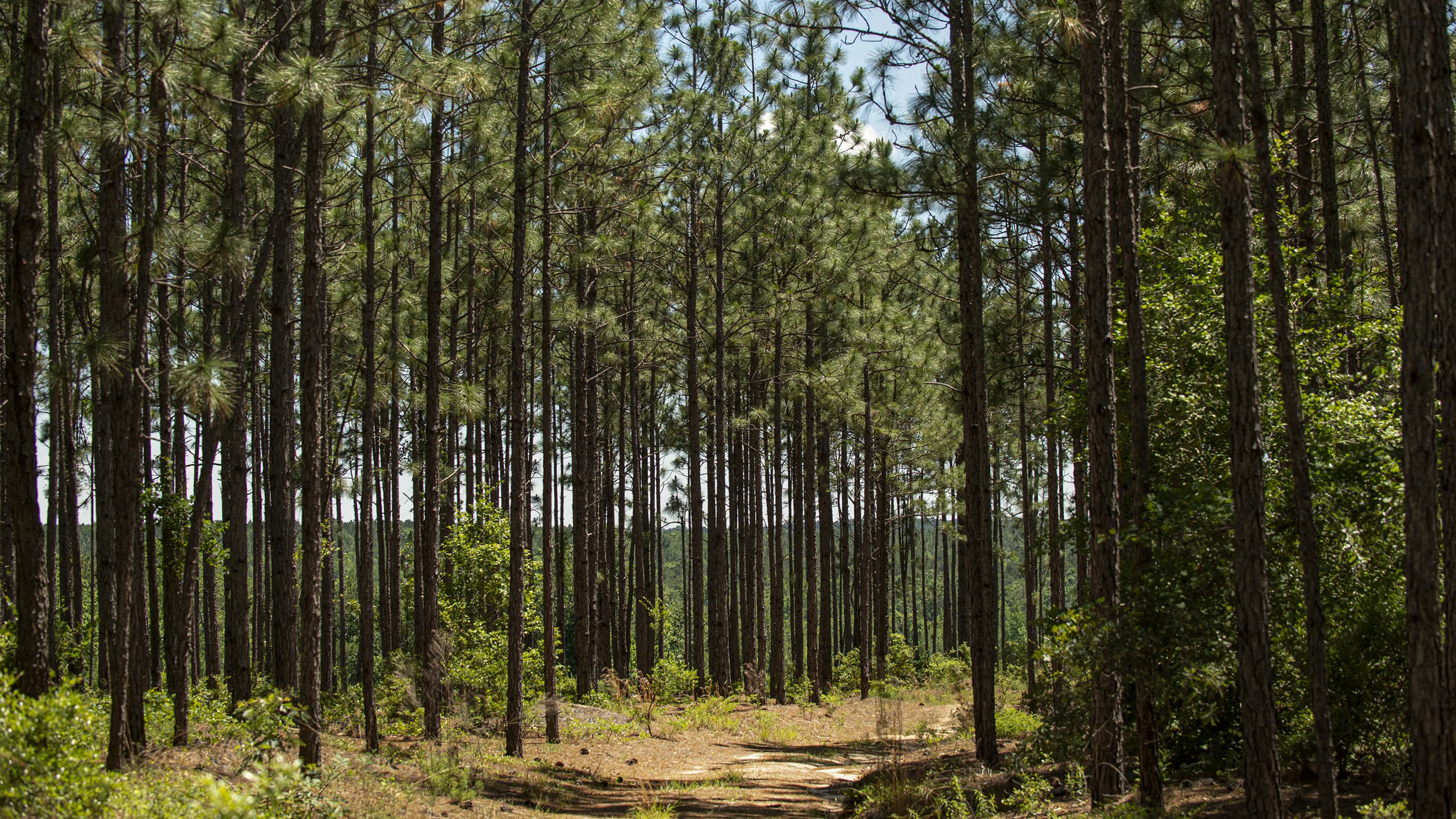 A trail surrounded by tall, skinny trees that have some pine needles on them.