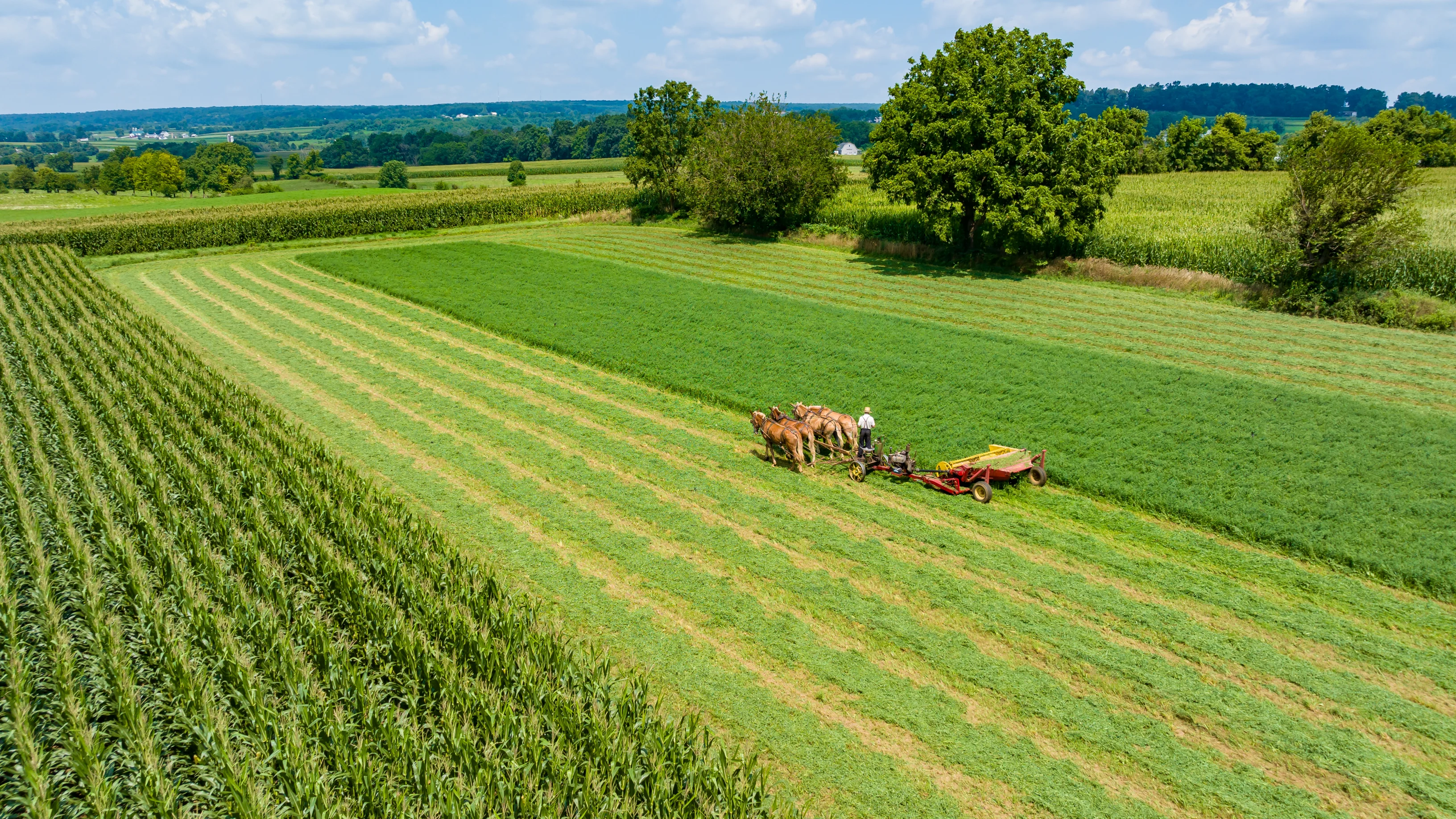 A person behind two horses pulling farm equipment on a large field, only part of it plowed.