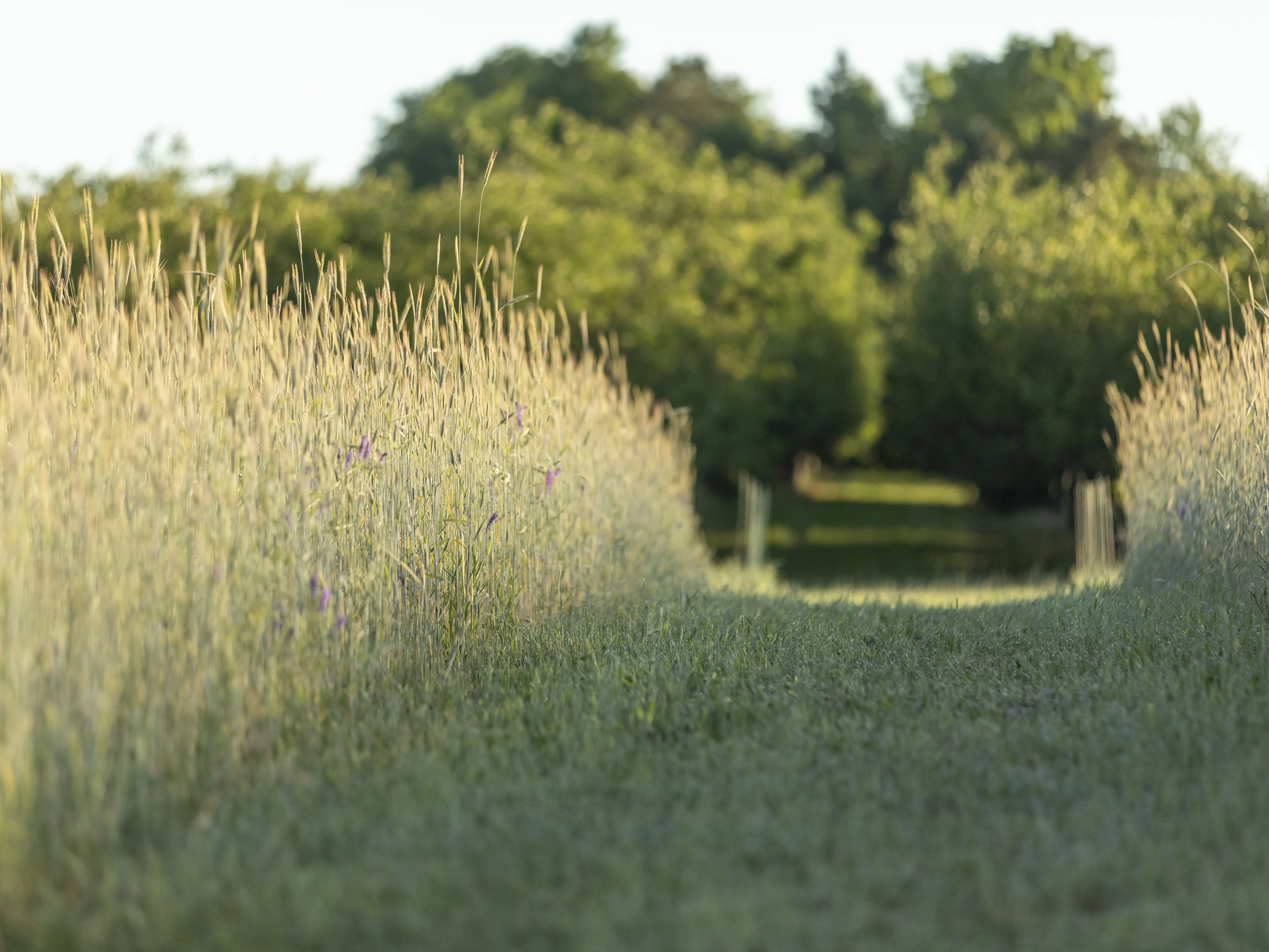 Mown path in field of grass leading to trees