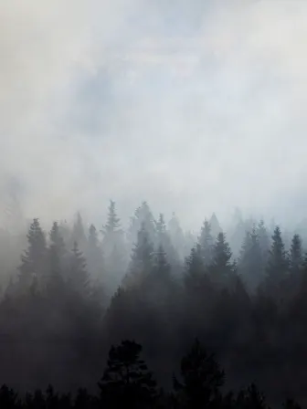 A forest covered by a fog of smoke