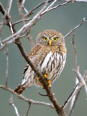 A brown and white owl with yellow eyes sitting in bare tree branches