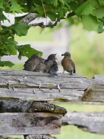 A mother bird holding a bug in its mouth while sitting on a fence post, with its four baby birds opening their mouths in front of her