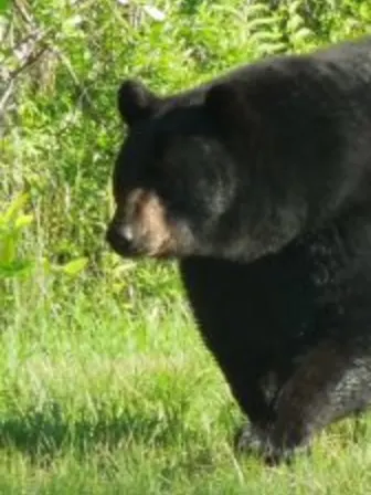 A black bear walking