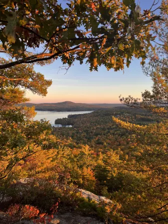 A forest surrounded by a lake