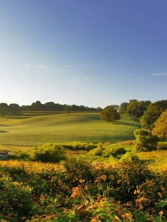 Photo of a field surrounded by trees with flowers and grass.