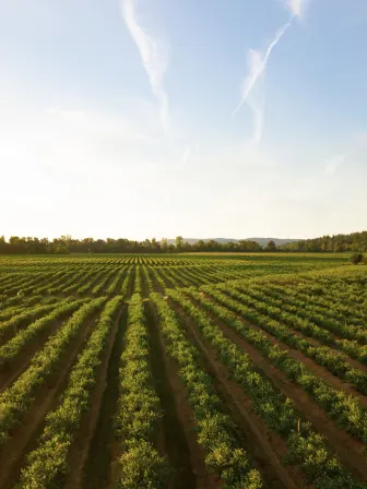 Rows of crops on a farm under blue sky