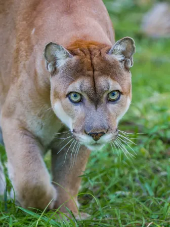 A Florida panther stares directly at the camera with one paw up off the ground