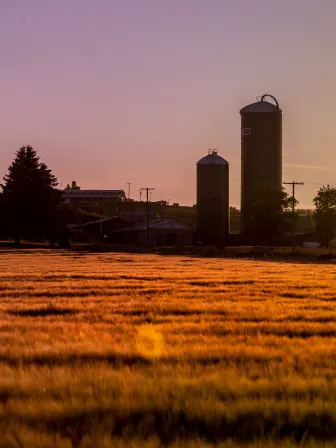 Photo of two grain structures in background, with yellow grass in a field in front of it