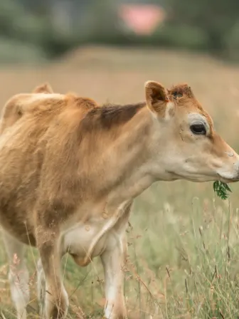 A small brown cow standing in a field  