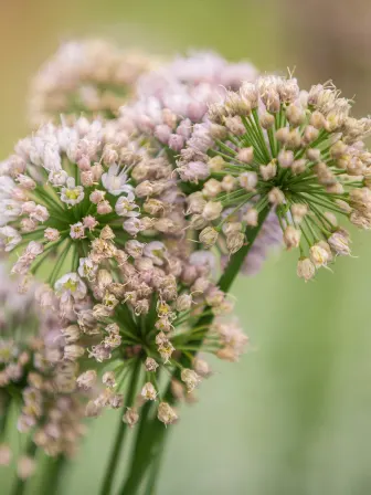 Close up of flowers with puffs on the ends.