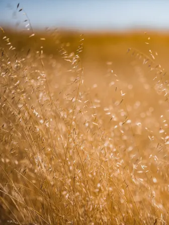 Closeup of wheat blowing