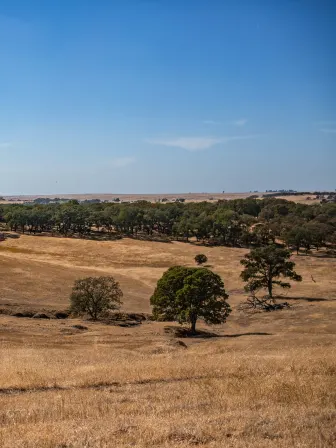 Photo of a field with scattered trees, but many trees in the distances