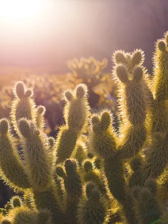 Cacti backlit from the setting sun