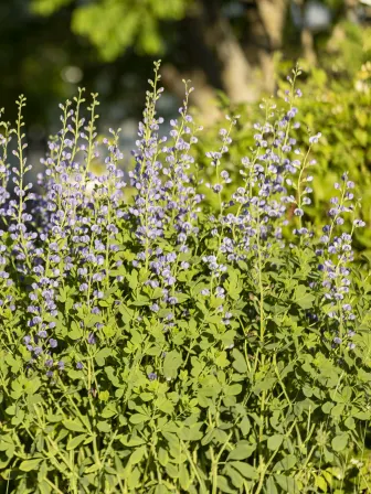 Photo of purple flowers next to a white building