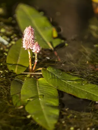 Photo of a small pink flower in water, surrounded by leaves