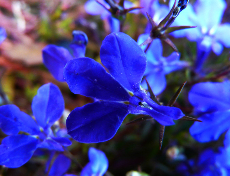 Lobelia Herb