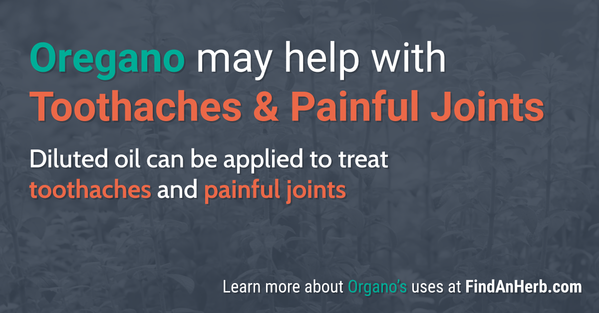 Can Oregano Hurt Your Kidneys Expert Advice Inside - jp0p4cx