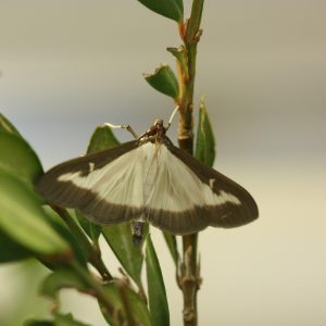 lutter contre la pyrale du buis Tricholine