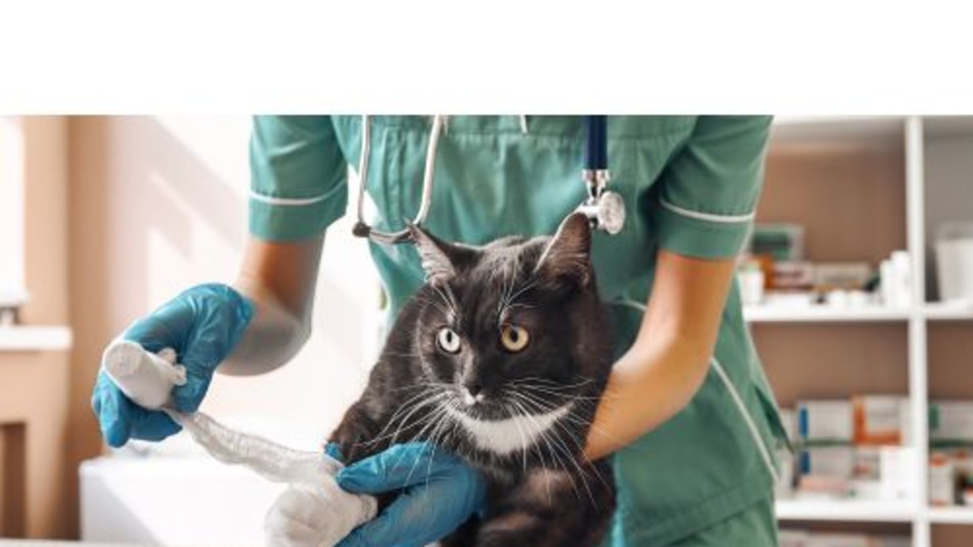 Sällskapsdjur & Djursjukvård